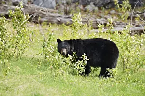 American Black Bear (Ursus americanus)