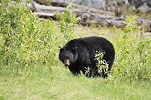 American Black Bear (Ursus americanus)
