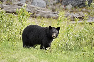 American Black Bear (Ursus americanus)