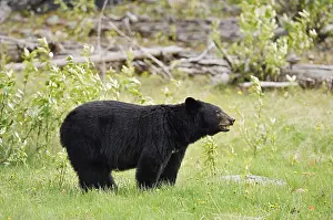 American Black Bear (Ursus americanus)