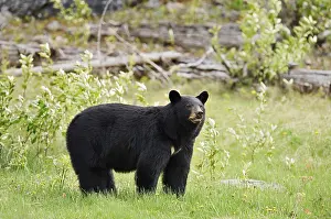 American Black Bear (Ursus americanus)