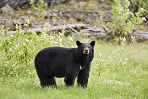 American Black Bear (Ursus americanus)
