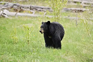American Black Bear (Ursus americanus)
