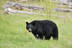 American Black Bear (Ursus americanus)