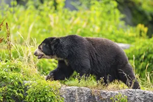 American black bear (Ursus americanus)