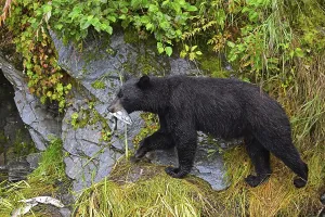 American Black Bear (Ursus americanus) climbing over rocks along the edge of the forest with a salmon in its mouth