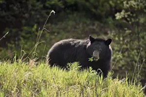 American Black Bear (Ursus americanus) eating plants in spring