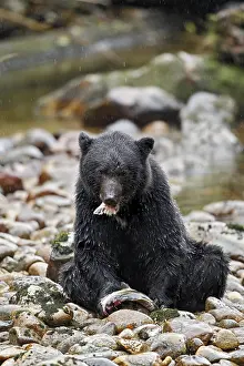 American Black Bear (Ursus americanus kermodei) adult
