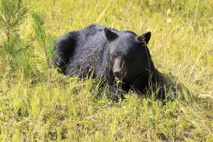 American Black Bear in Yoho National Park in British Columbia