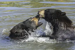 Two American black bears (Ursus americanus) play fighting, playfighting, playing and splashing in water of pond