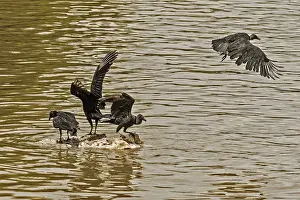 American black vultures (Coragyps atratus) Santarem Brazil