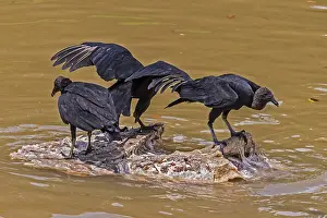 American black vultures (Coragyps atratus) Santarem Brazil