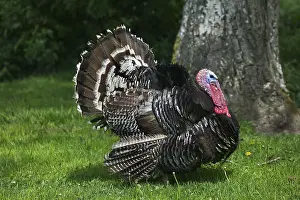 American Bronze Turkey (meleagris gallopavo)