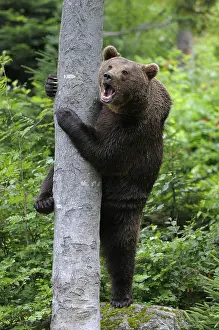 American Brown Bear (Ursus arctos)