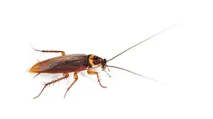American cockroach, Periplaneta americana