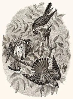 The American Common Kestrel, Falco sparverius