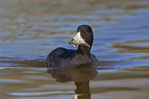 American Coot Fulica americana Gilbert Water Ranch