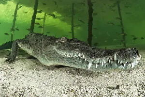American crocodile (Crocodylus acutus)
