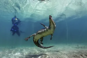 American crocodile (Crocodylus acutus)