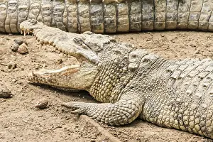 American crocodile (Crocodylus acutus) Mexico