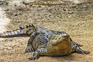 American crocodile (Crocodylus acutus) Mexico