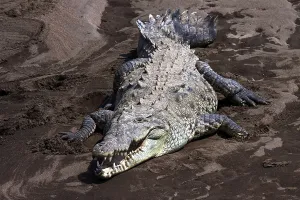 American crocodile (Crocodylus acutus) on sandbank at Rio Tarcoles