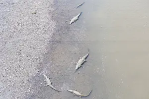 American Crocodiles (Crocodylus acutus) bathing