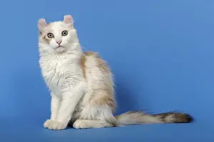 American-Curl kitten, age 17 weeks