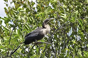 American Darter (Anhinga anhinga)
