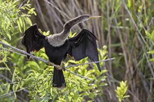American. Darter, Florida (Anhinga anhinga)