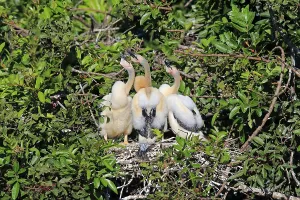 American Darters (Anhinga anhinga)