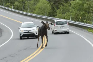 American elk (Alces alces) crosses road