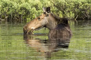 American elk (Alces alces), Forillon national park