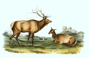 American elk (Cervus canadensis)