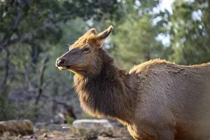 American elk (Cervus canadensis)