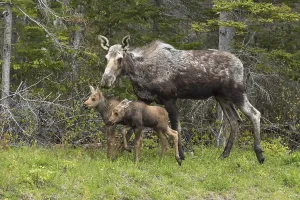 American elk, mother and calves