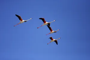American flamingo (Phoenicopterus ruber)