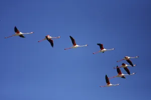 American flamingo (Phoenicopterus ruber)