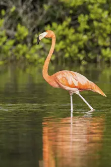American flamingo (Phoenicopterus ruber) feeding in a lagoon in Cuba