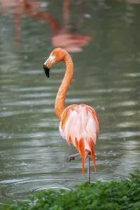 American flamingo (Phoenicopterus ruber) standing in the water