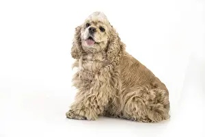 American fluffy cocker spaniel on an isolated studio background