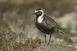 American Golden Plover (Pluvialis dominica)