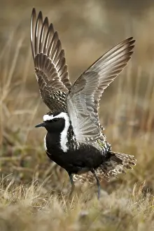 American golden plover (Pluvialis dominica)