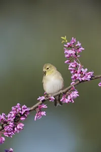 American Goldfinch (Carduelis tristis)