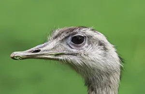 American Greater rhea (rhea americana)