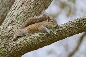 American grey squirrel (Sciurus carolinensis)