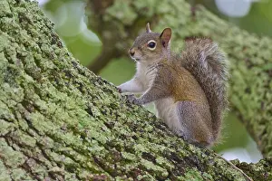 American grey squirrel (Sciurus carolinensis)