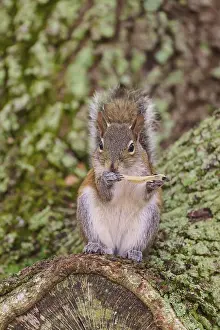 American grey squirrel (Sciurus carolinensis)