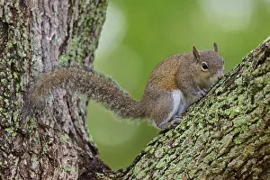 American grey squirrel (Sciurus carolinensis) sitting on a leafy branch on a tree