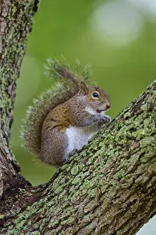 American grey squirrel (Sciurus carolinensis) sitting on a leafy branch on a tree